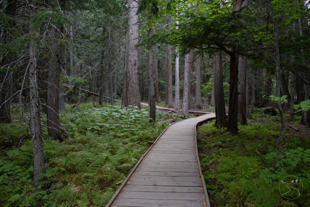 Strolling along Trail of the Cedars in Glacier National Park