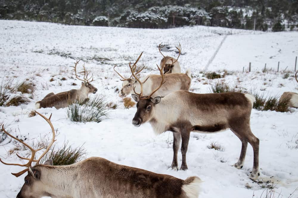 The Cairngorm Reindeer herd in the Cairngorm National Park in Scotland. This is a great option on your 7 day Scotland road trip