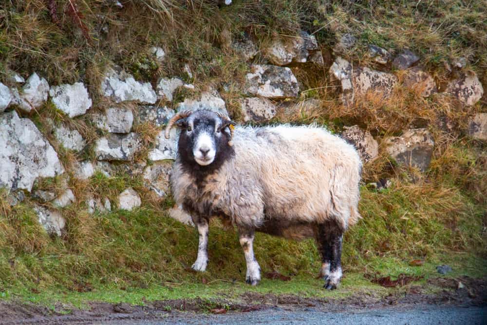 You will see lots of sheep on your Scotland Highlands road trip itinerary!